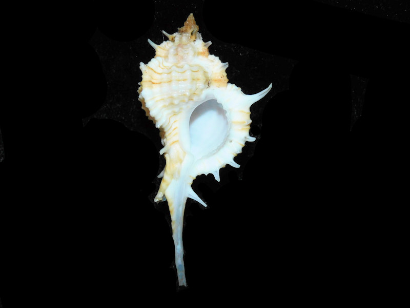 Modal Additional Images for Siratus articulatus 2 3/8” or 59.62mm. "Dominican Republic" LOT#700985G