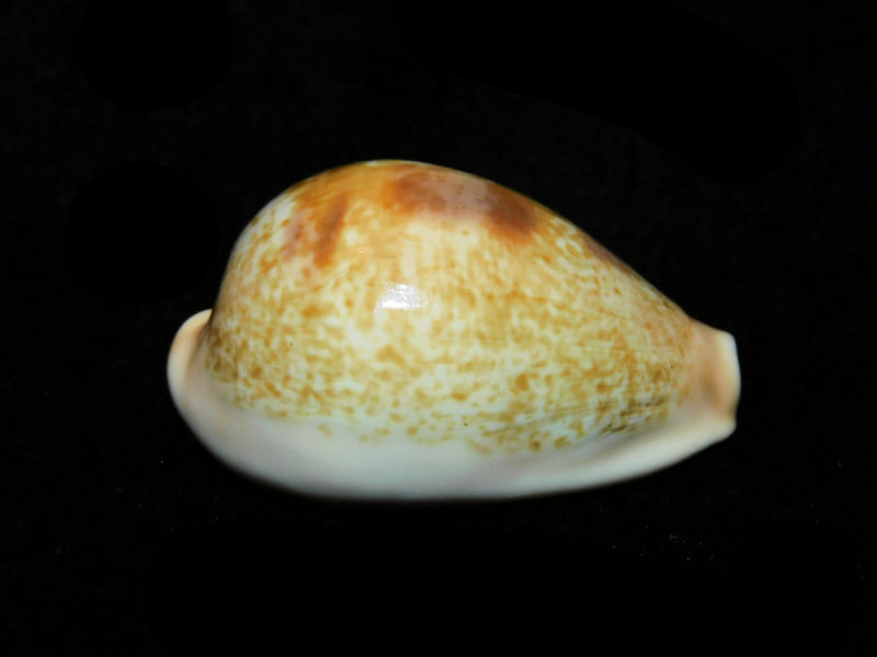 Erronea subviridis dorsalis 1 5/8” or 37.13mm."Gorgeous Variant" LOT#901231JB