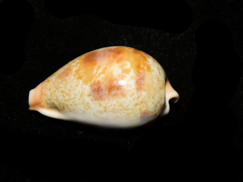 Erronea subviridis dorsalis 1 5/8” or 37.13mm."Gorgeous Variant" LOT#901231JB