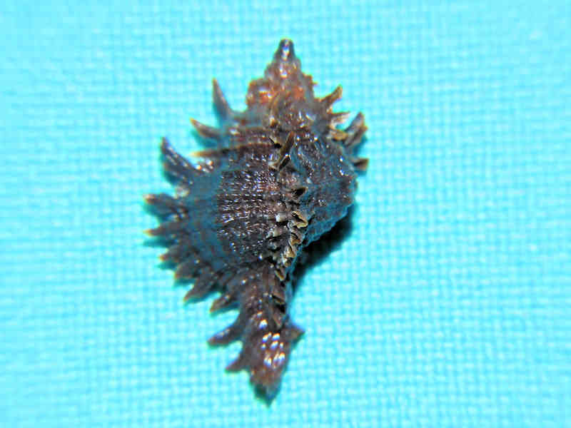 (image for) Chicoreus (Triplex) dunni 20.17mm "Eleuthera Salt Ponds" LOT#17997