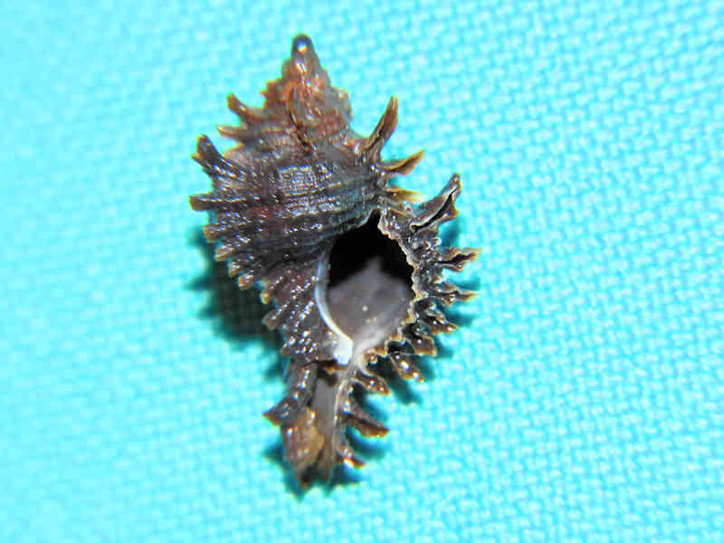 Modal Additional Images for Chicoreus (Triplex) dunni 20.17mm "Eleuthera Salt Ponds" LOT#17997