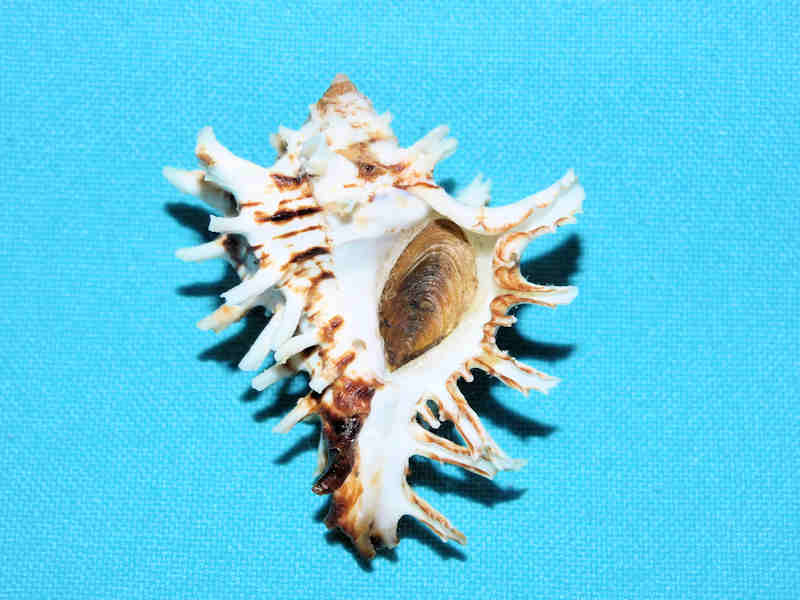 Modal Additional Images for Hexaplex princeps 2” or 49.81mm. w/o.LOT#700974