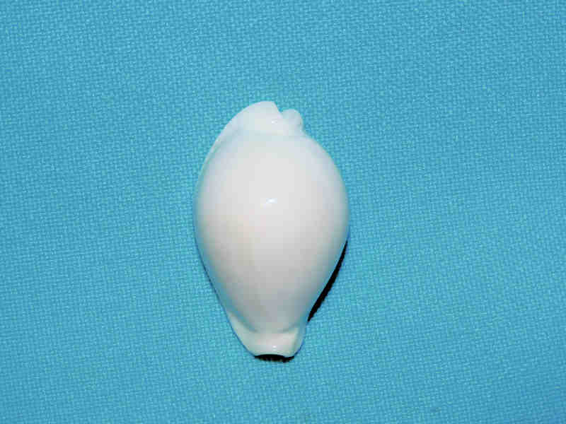 (image for) Naria eburnea eburnea 1 ½” or 35.33mm."Uncommon Fiji" LOT#901266JB