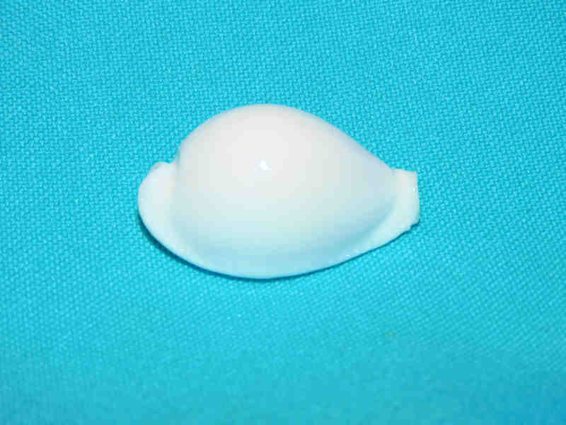 Naria eburnea eburnea 1 ½” or 35.33mm."Uncommon Fiji" LOT#901266JB