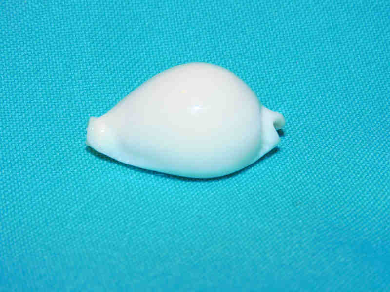 Naria eburnea eburnea 1 ½” or 35.33mm."Uncommon Fiji" LOT#901266JB