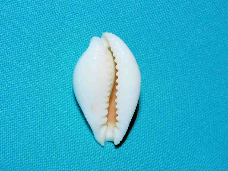 Modal Additional Images for Naria eburnea eburnea 1 ½” or 35.33mm."Uncommon Fiji" LOT#901266JB