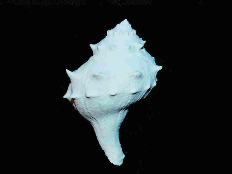(image for) Echinofulgur palmbeachiensis 2.562” or 65.08mm."Brantley Pit" Lot#17938