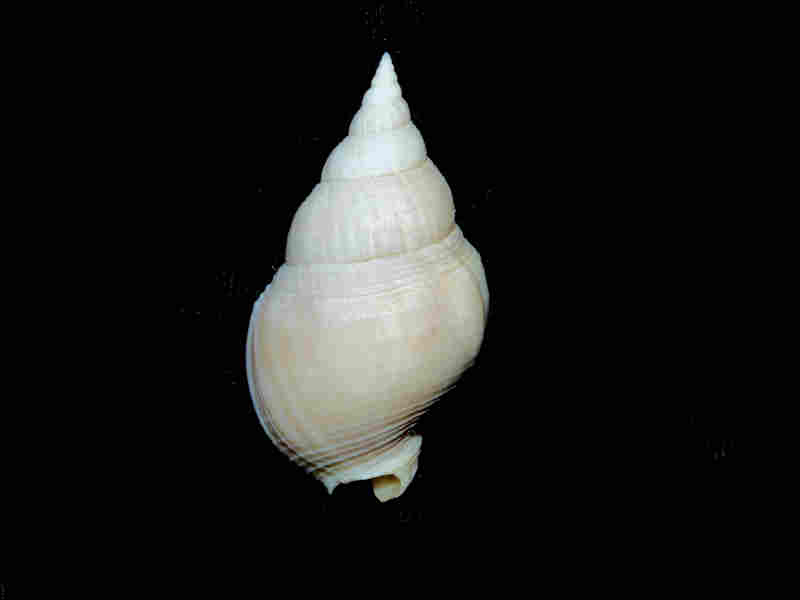 Calophos ectyphus 1.60 or 40.63mm."Gatun Formation Outstanding" Lot#17944 (image for) Calophos ectyphus 1.60 or 40.63mm."Gatun Formation Outstanding" Lot#17944