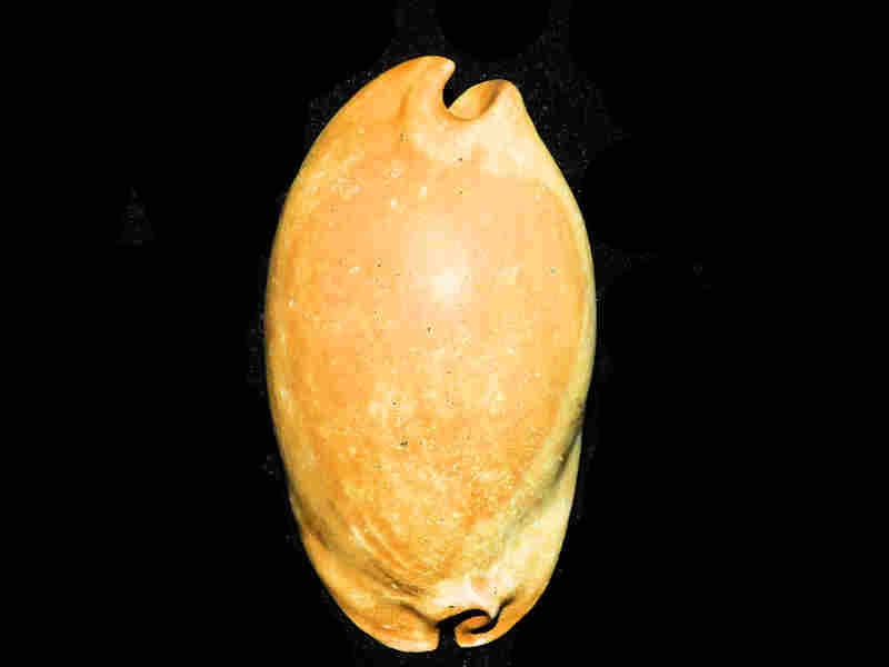 Akleistostoma (Mansfieldicypraea) macbrideae 3 ½” or 86.38mm."WOW"LOT#17946 (image for) Akleistostoma (Mansfieldicypraea) macbrideae 3 ½” or 86.38mm."WOW"LOT#17946