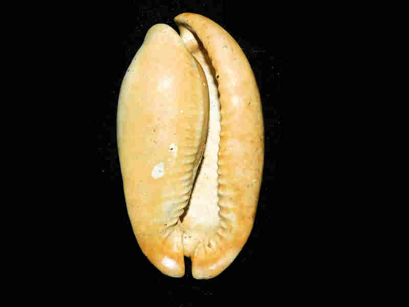 Akleistostoma (Mansfieldicypraea) macbrideae 3 ½” or 86.38mm."WOW"LOT#17946