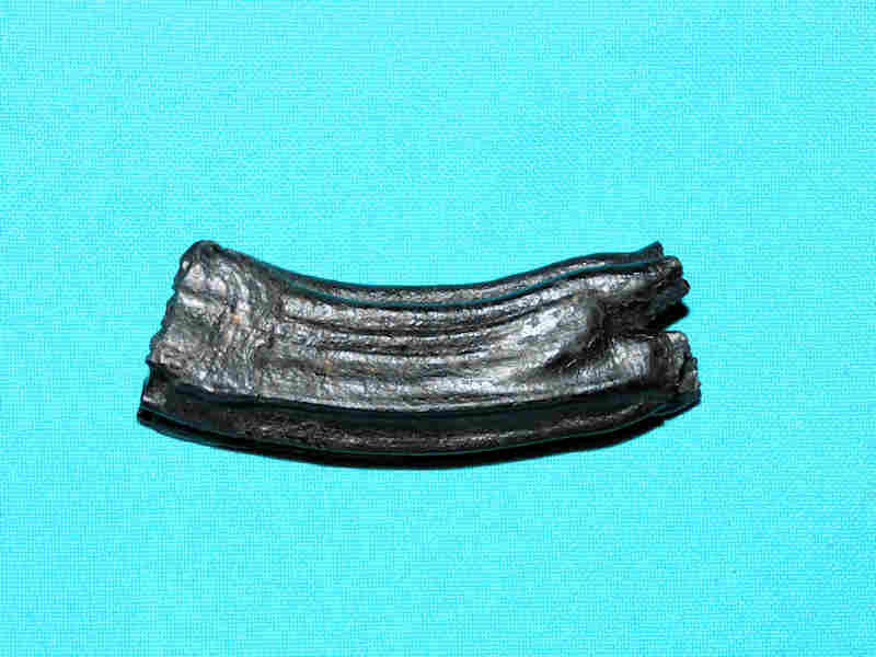 3” Equus Fossil Horse Tooth “SUPERB FLORIDA PLEISTOCENE FOSSIL” Lot#17959
