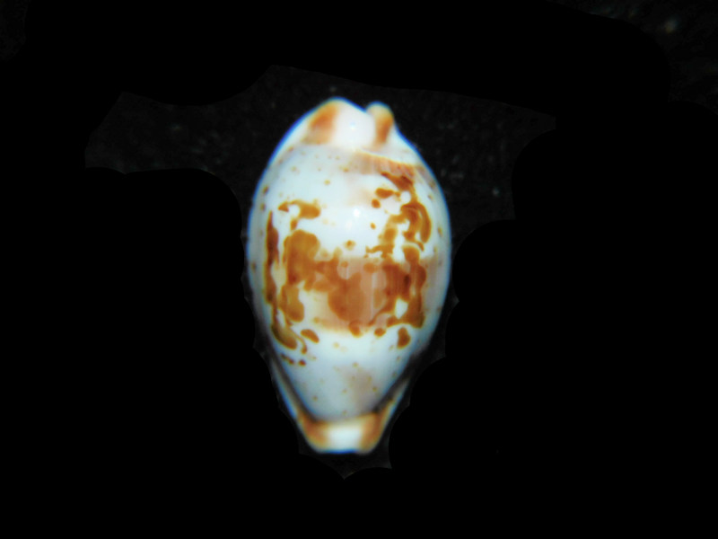 (image for) Bistolida erythraeensis 18.14mm "True Beauty" LOT#901293JB