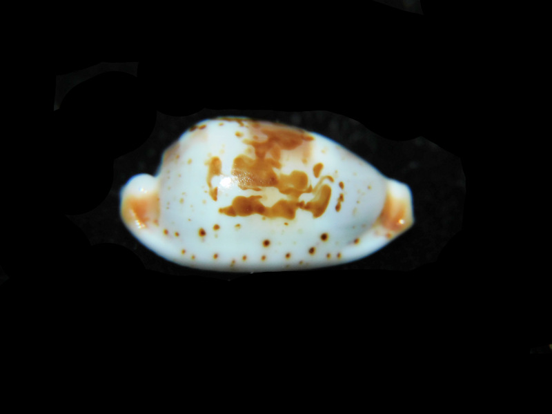 Bistolida erythraeensis 18.14mm "True Beauty" LOT#901293JB