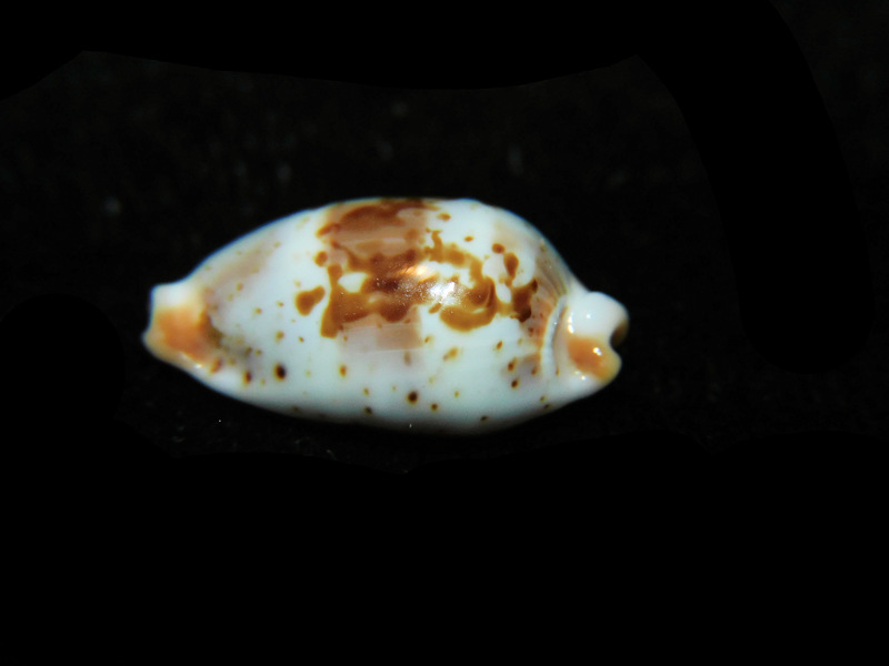 Bistolida erythraeensis 18.14mm "True Beauty" LOT#901293JB