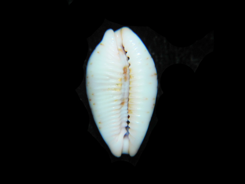 Modal Additional Images for Bistolida erythraeensis 18.14mm "True Beauty" LOT#901293JB