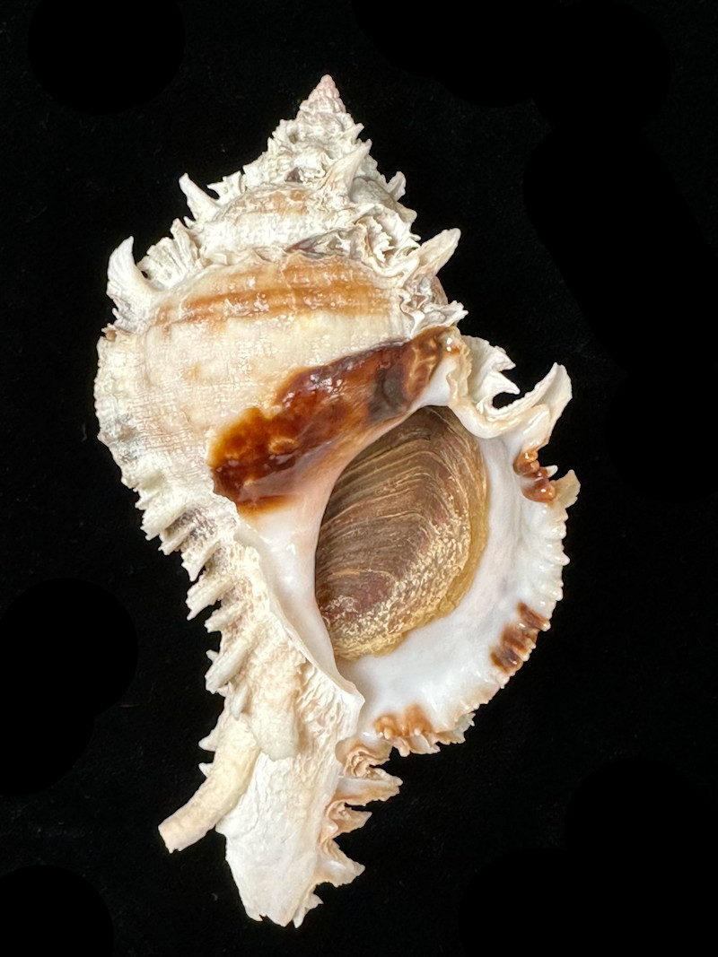 Phyllonotus eversoni 116mm w/o "Ultra,Ultra Rare Murex" LOT#700975