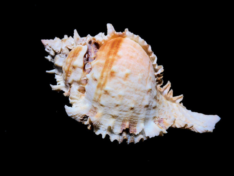 Phyllonotus eversoni 116mm w/o "Ultra,Ultra Rare Murex" LOT#700975