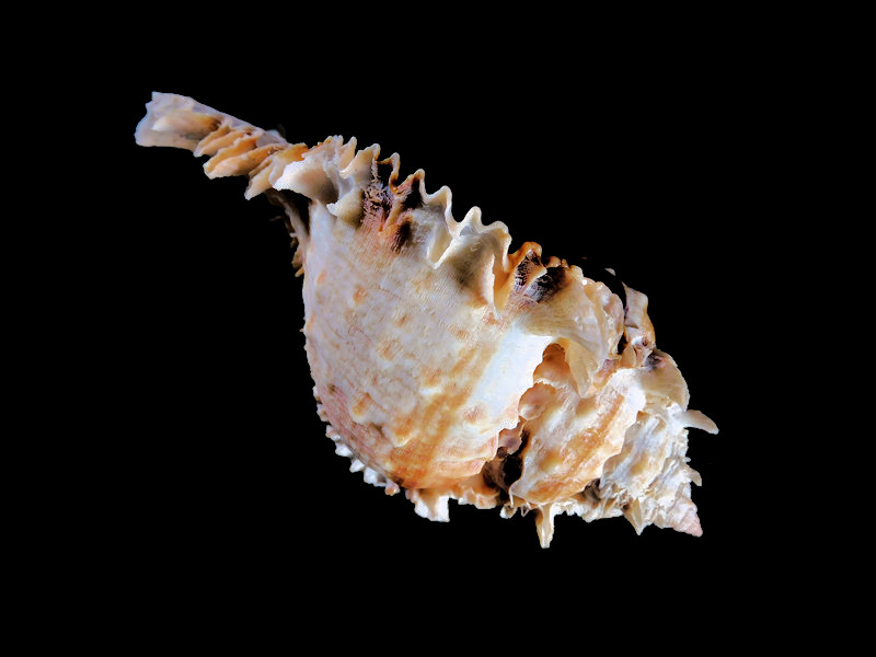 Phyllonotus eversoni 116mm w/o "Ultra,Ultra Rare Murex" LOT#700975