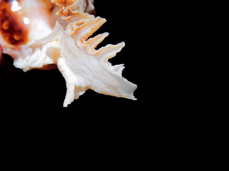 Modal Additional Images for Phyllonotus eversoni 116mm w/o "Ultra,Ultra Rare Murex" LOT#700975