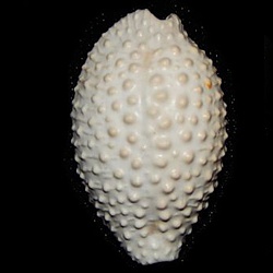 (image for) FL & USA Fossil Shells Rare