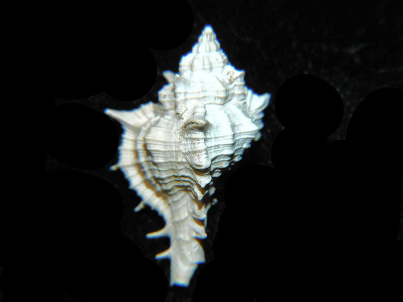 (image for) Siratus chipolanus 1” or 25.30mm."Chipola Formation" LOT#17998