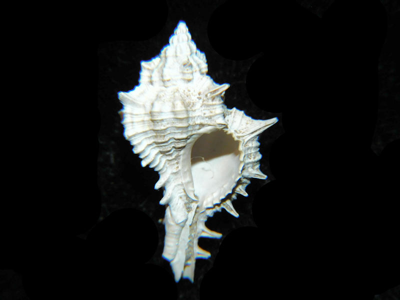 Modal Additional Images for Siratus chipolanus 1” or 25.30mm."Chipola Formation" LOT#17998