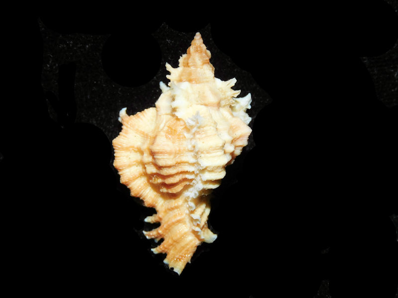 (image for) Chicoreus florifer 1 5/8” or 37.12mm. w/o "Orange" LOT#700980G