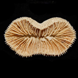 (image for) Florida Fossil Coral