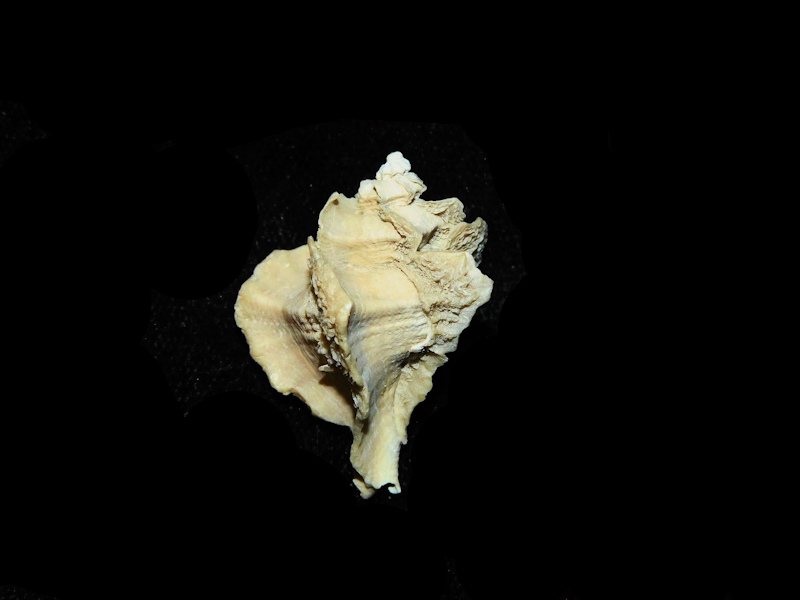 Pterorhytis fluviana 1 ¼” or 31.33mm. "Rare Murex"#17818