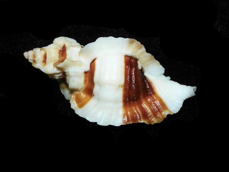 Modal Additional Images for Ceratostoma foliatum 2 1/2” or 59.95mm w/o."Gorgeous" LOT#700978G