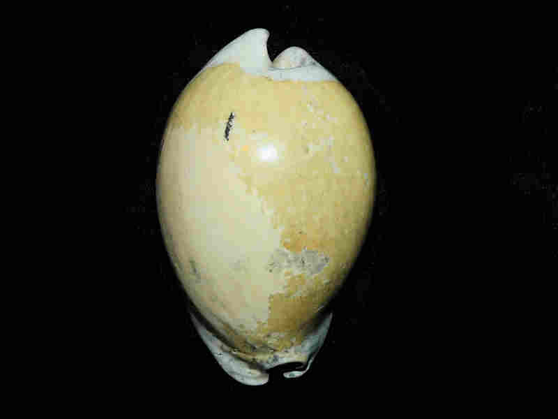 Akleistostoma (Paludacypraea) fruitvillensis 2 ¾” or 67.43mm."Variant"Lot#17954 (image for) Akleistostoma (Paludacypraea) fruitvillensis 2 ¾” or 67.43mm."Variant"Lot#17954