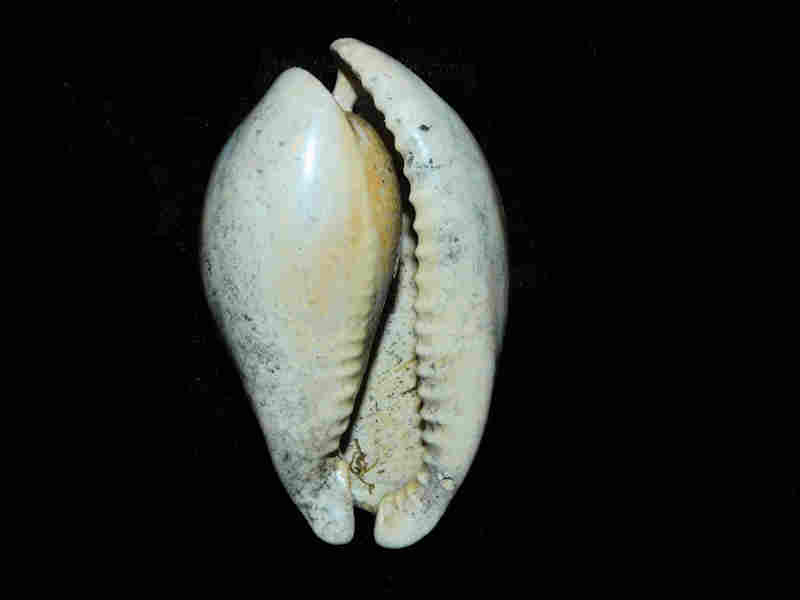 Akleistostoma (Paludacypraea) fruitvillensis 2 ¾” or 67.43mm."Variant"Lot#17954