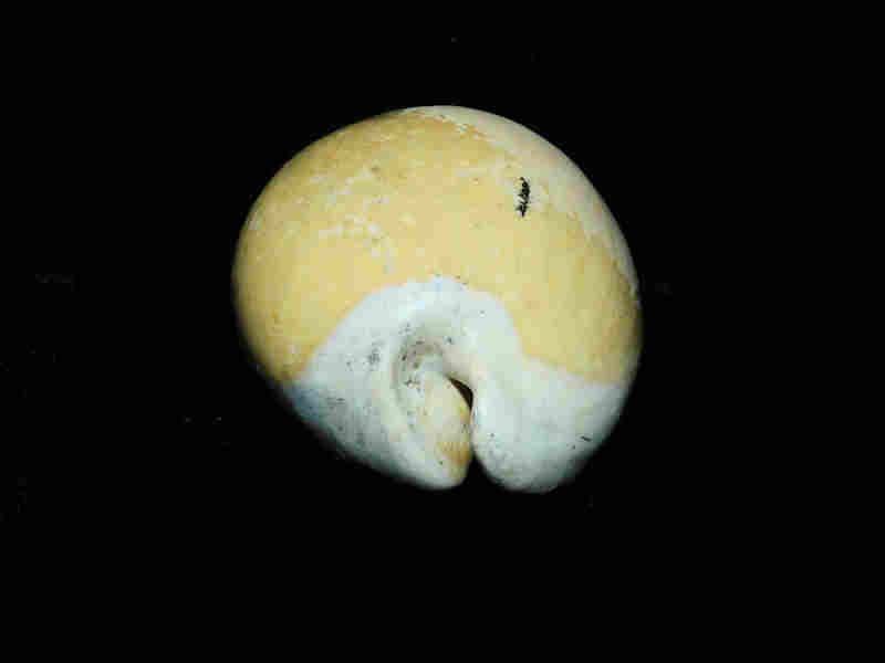 Modal Additional Images for Akleistostoma (Paludacypraea) fruitvillensis 2 ¾” or 67.43mm."Variant"Lot#17954