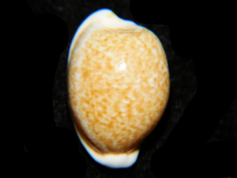 (image for) Cypraeovula fuscorubra fuscorubra 1 ½” or 34.58mm.LOT# 901206JB