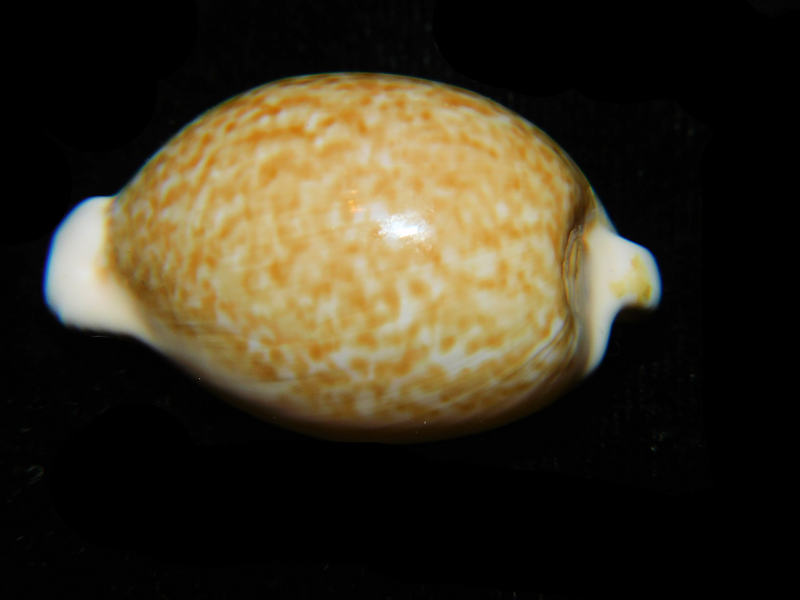 Cypraeovula fuscorubra fuscorubra 1 ½” or 34.58mm.LOT# 901206JB