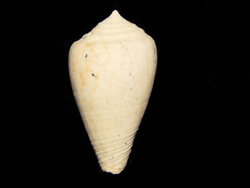 Florida Fossil Gastropod Seashells : Florida Seashells and Fossils ...