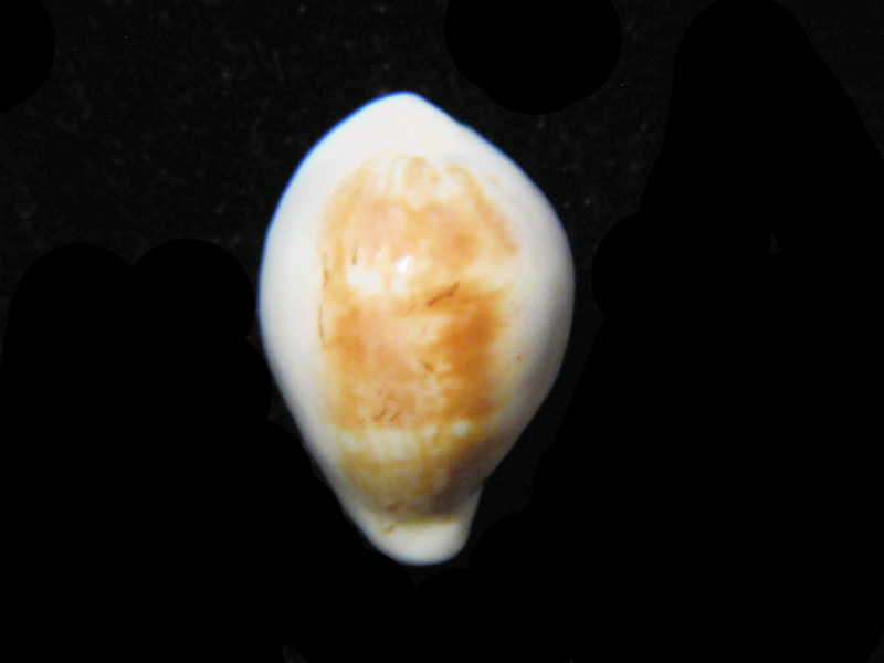 (image for) Zonaria angelicae 21.65mm."Rare" Lot#901225JB