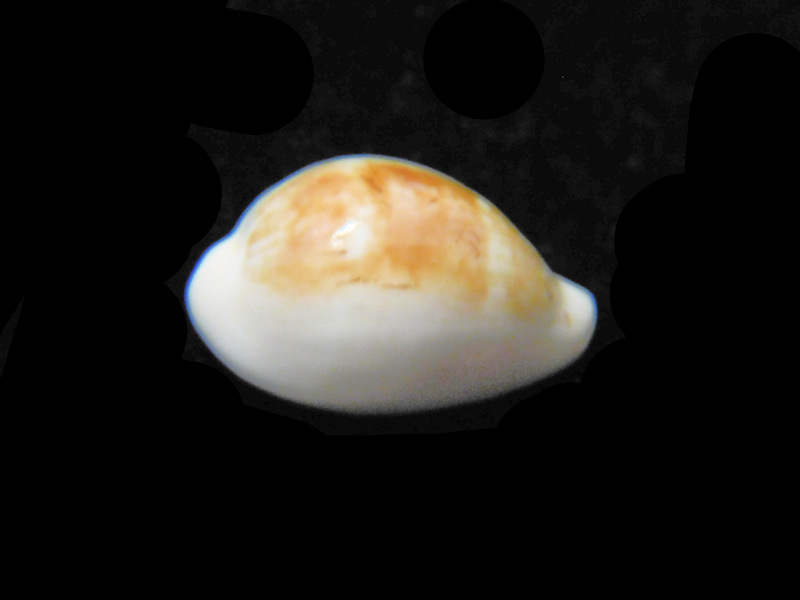 Modal Additional Images for Zonaria angelicae 21.65mm."Rare" Lot#901225JB