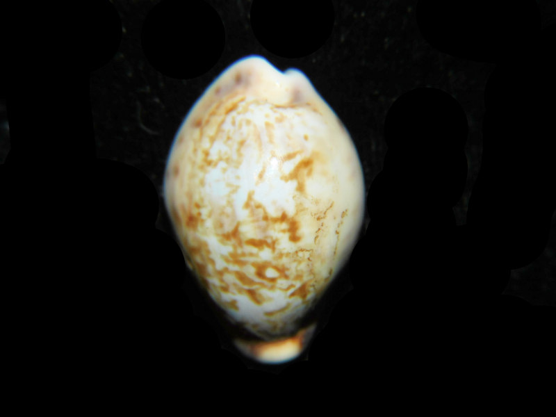 (image for) Zonaria gambiensis 1” or 24.99mm "Ivory Coast" LOT#901310JB