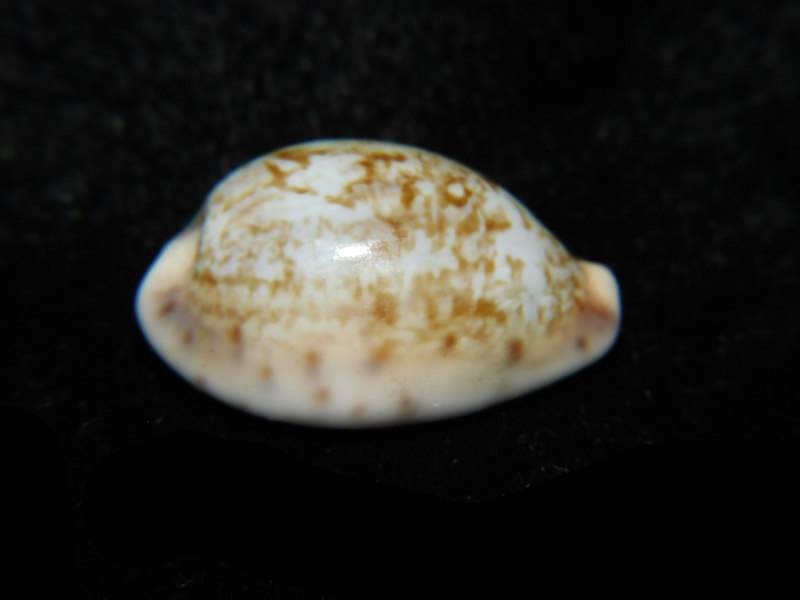 Zonaria gambiensis 1” or 24.99mm "Ivory Coast" LOT#901310JB