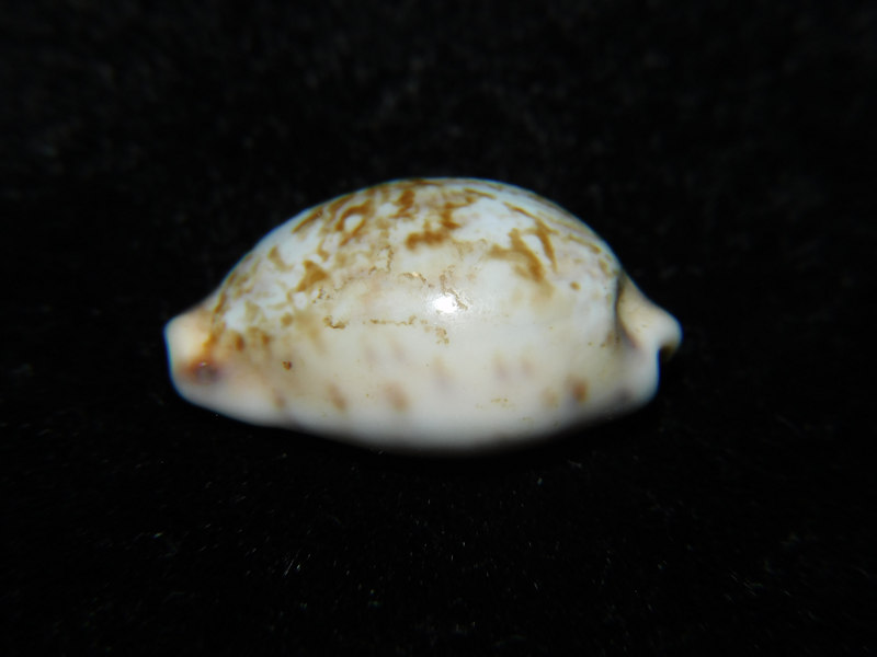 Zonaria gambiensis 1” or 24.99mm "Ivory Coast" LOT#901310JB