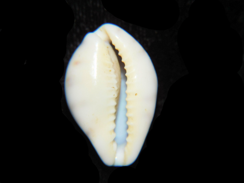 Modal Additional Images for Zonaria gambiensis 1” or 24.99mm "Ivory Coast" LOT#901310JB