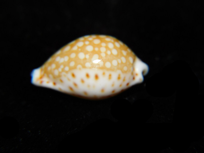 Cribrarula gaskoini gaskoini 20.17mm."SUPERB & LG" LOT#901251JB