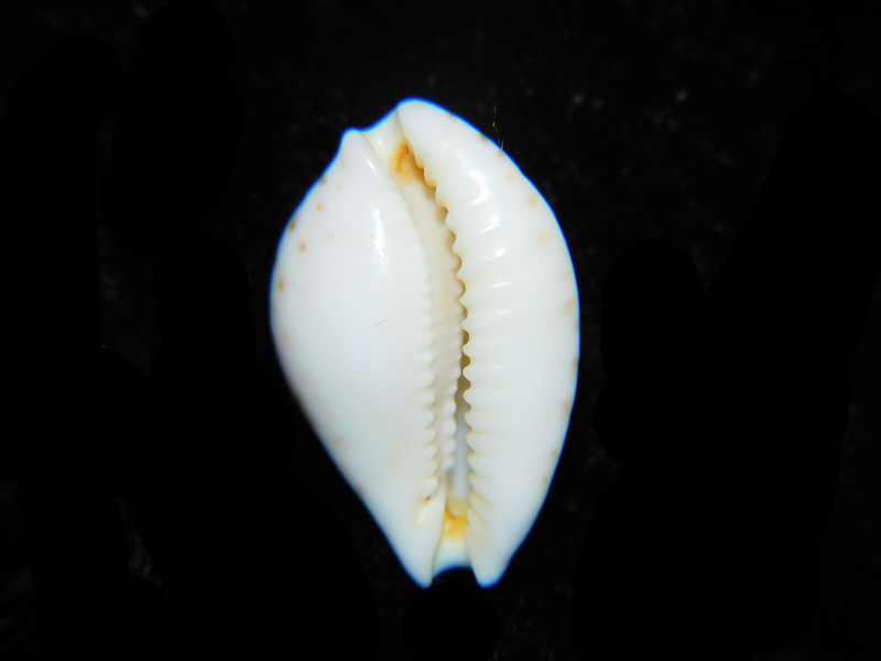 Modal Additional Images for Cribrarula gaskoini gaskoini 20.17mm."SUPERB & LG" LOT#901251JB