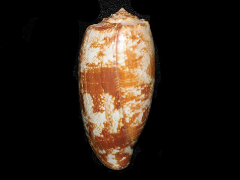 (image for) Conus geographus 3 7/8” or 99.31mm."Large" LOT#