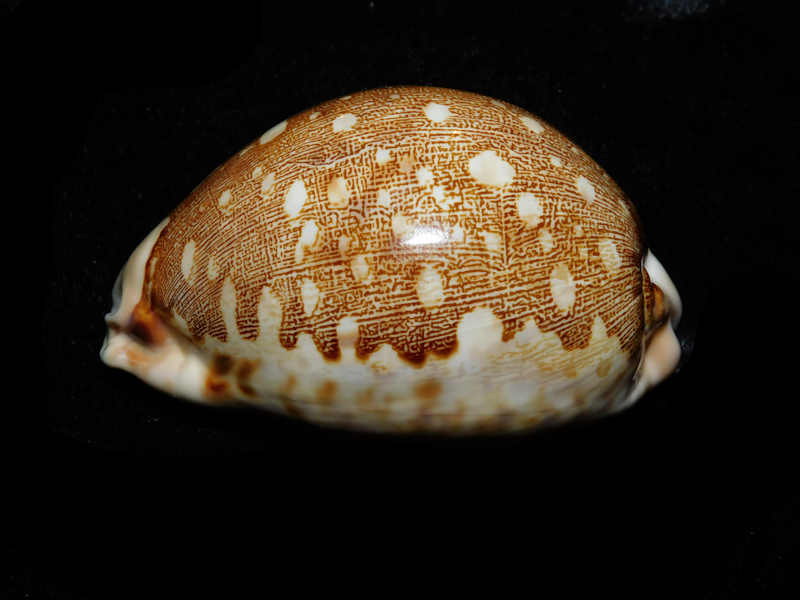 Leporicypraea mappa f. geographica 72.19mm."Choice" LOT#903000DG