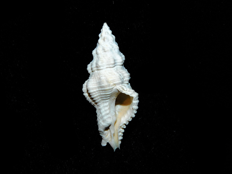 Calotrophon conradi 1 ½” or 35.21mm. "Rare"#17853