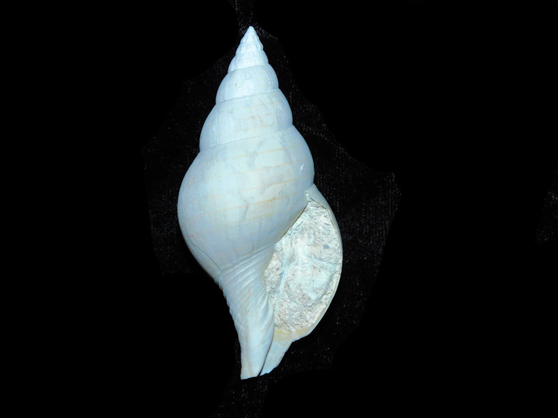 Cinctura sp. 3” or 75.19mm. Undescribed Golden Gate Lot#17865