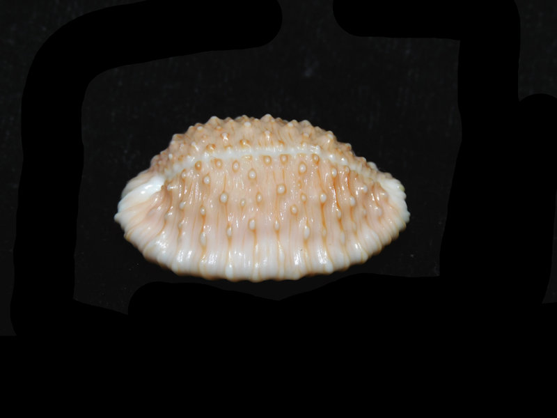 Cypraea granulata 1 ¼” or 29.53mm. Makaha Reef, Oahu, Hawaii LOT#901255JB