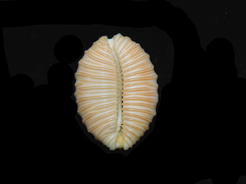 Modal Additional Images for Cypraea granulata 1 ¼” or 29.53mm. Makaha Reef, Oahu, Hawaii LOT#901255JB